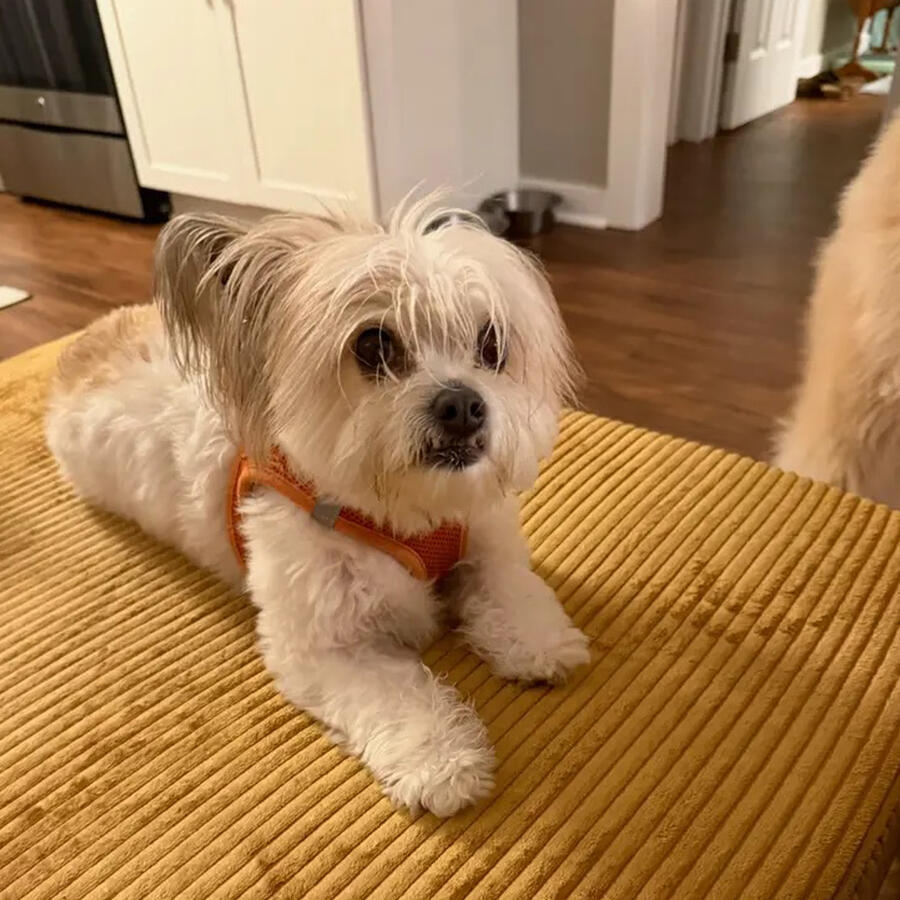Biscuit