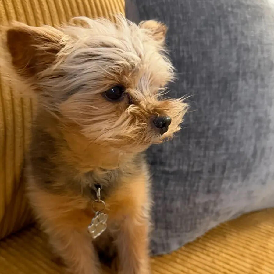 Peanut